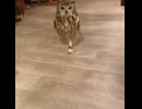ふくろう
