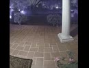 なぞたぬき