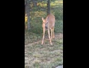 ヘビ食う鹿
