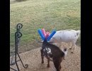 安全ヤギ
