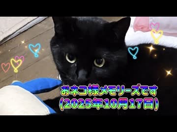 おネコ様メモリーズです(2025年10月17日)