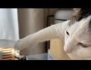 おだやかくん