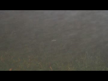 yellow - natsgar0