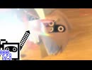 【CeVIO実況】マリオカートざらめちゃん8DX#1434【マリオカート8DX】