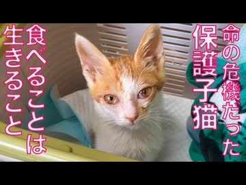 紙袋に捨てられてた子猫、食べて命を繋いだ夏