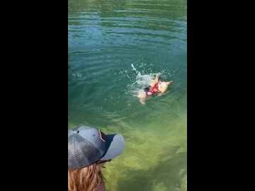 ホモと見る初めて泳ぎの練習をする犬