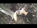 閲覧注意！！キタキツネの止め刺し、解体、毛皮剥ぎ【狩猟】