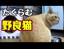 ちょっと目をはなした スキに…【野良猫】