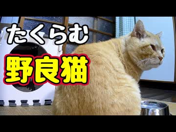 ちょっと目をはなした スキに…【野良猫】
