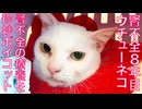 腎不全のウチューネコ、療養を珍妙にボイコットする