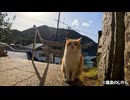 ボブテールの茶シロ猫とちょっとお散歩
