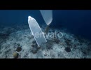 Woman Swimming with Tiger Shark in Tropical Ocean Sharks Diving