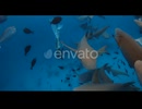Freediver Woman Dive and Swims with the Sharks in a Tropical Blue Sea in the Maldives
