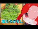 葉とうがらしの和え物【猫使アルのせめて一品】