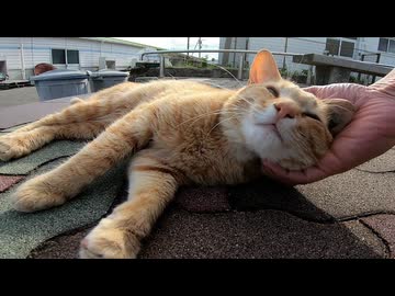 帰ろうとしたら野良猫が「帰らないで」って引き止めてきた件【尊すぎる】