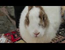 跳ねる小さな命｜梅村和弘の自然スナップ