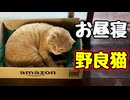 お昼寝してたのに…【野良猫】