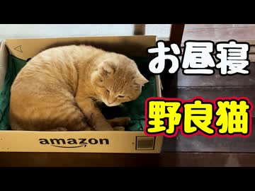 お昼寝してたのに…【野良猫】