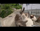 嫉妬するほどいちゃつく猫ちゃんたち