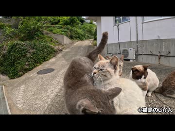 嫉妬するほどいちゃつく猫ちゃんたち