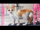 酷暑の中の保護猫たち、失踪事件を引き起こす
