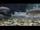 鯉を釣ろうとしたら衝撃のゲストが！
