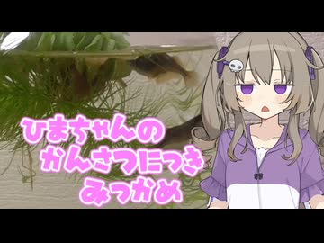 ひまちゃんの観察日記（3日目）