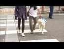 「はっきりした（白と黒の）コントラストがあればいいな」横断歩道の白線間隔を拡大　視覚障害者が体験
