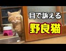 おかわり？ ちゅ〜る？ 【野良猫】