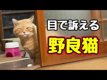 おかわり？ ちゅ〜る？ 【野良猫】