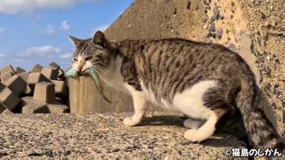 人気の「ねこ ぬこ」動画 7462本 - ニコニコ動画