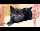 黒い保護子猫兄妹、初の珍獣にビビる