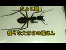 〈ちょこ蟻！〉小さい蟻さんもいれば大きな蟻さんもいます