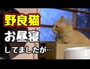 ２度ある事は… 【野良猫】