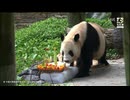 PandapiaLive_2025_10_23