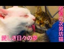 小さき次男坊猫の時代、愛しき日々の夢