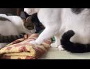 横型ねこ