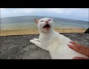 【悲報】白猫さん、ナデナデが気持ちよすぎて転がり落ちるｗｗｗ□