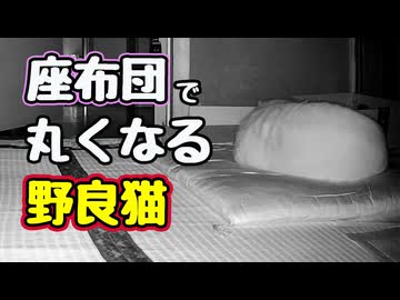 気持ちいいんでしょうねぇ 【野良猫】