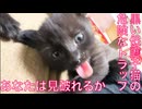 黒い保護子猫兄妹、危険なトラップを仕掛ける
