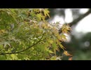 「早く色づいて」遅れる紅葉･･･ツアーをずらす旅行会社　ＢＢＱ場はヤキモキ　見頃は？色づきは？
