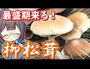 秋が旬のマツタケ(っぽいの)を土瓶蒸し風で食べる！【ヤナギマツタケ】