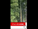 竹林に響く鳥のさえずり 心を癒す朝のASMR」