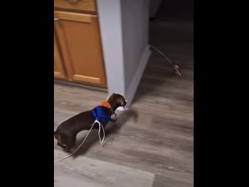 ホモと学ぶ犬を一人で散歩させる方法