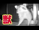 ちょっと ちょっと！ 【獣】【野良猫】
