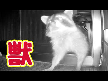 ちょっと ちょっと！ 【獣】【野良猫】