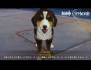 この犬に餌をやってはいけません【原神：空月の歌】#5