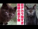 目ヂカラ最強子猫、因縁の黒猫の記憶