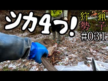 狩猟勢子動画＃031　シカ４つ！