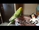 チビ太が手に乗ってくれました！（保護施設からお迎え4日目